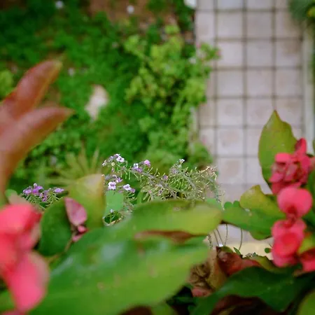 Apartament Happy Family House Chania (Crete)